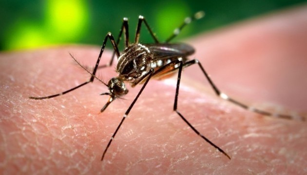 Уже цієї весни до Черкащини може повернутися гарячка Західного Нілу (ФОТО, ВІДЕО)