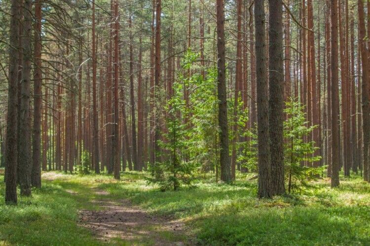 Жителів Черкас запрошують пройти опитування щодо зеленого відновлення громад