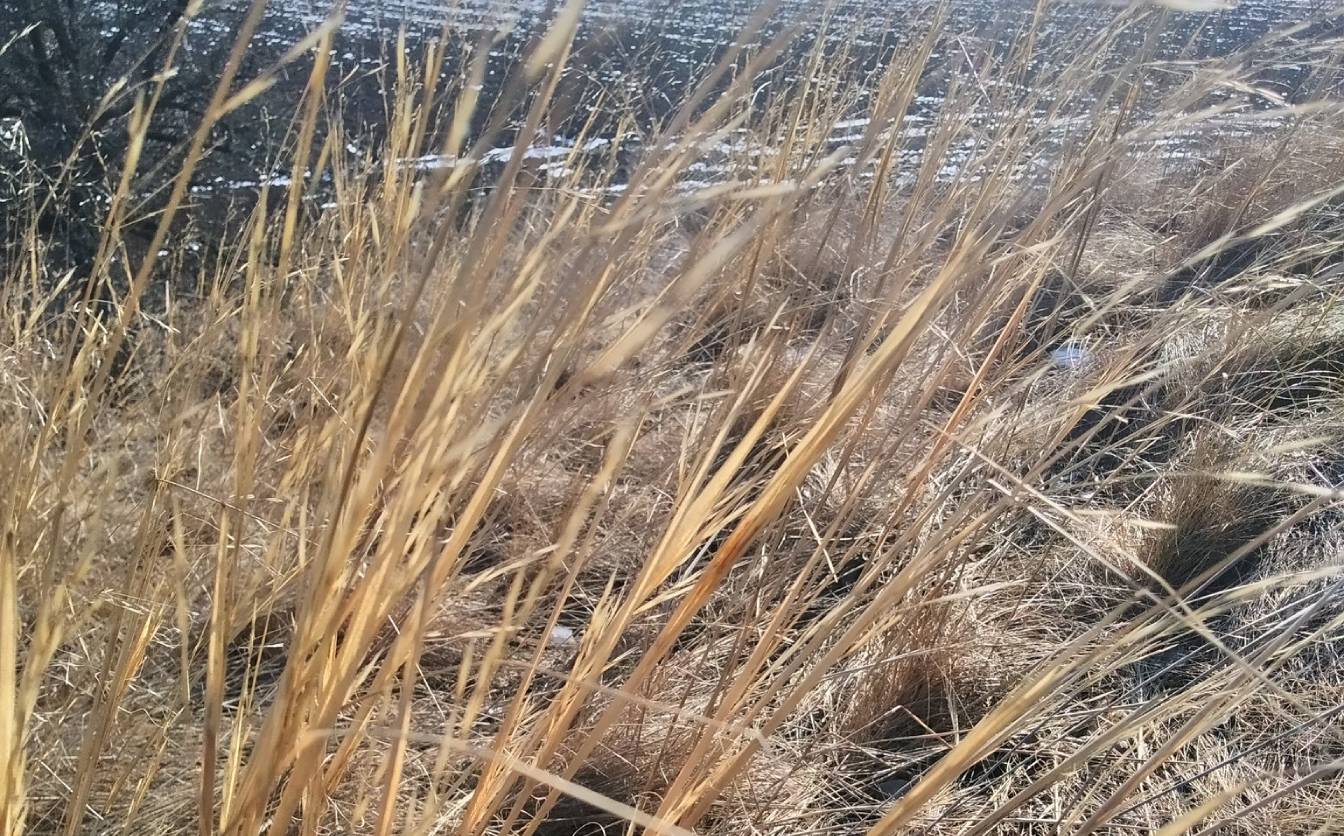 На Черкащині знайдено курган із червонокнижними рослинами (ФОТО)