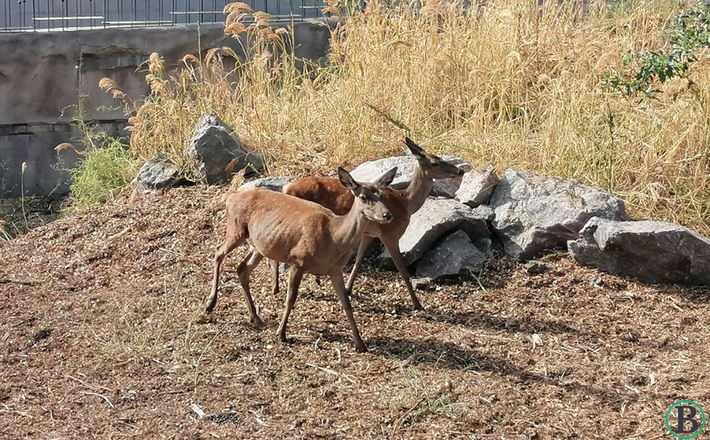 zoopark 3