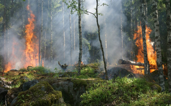 Черкащанам заборонено відвідувати ліси та розпалювати багаття