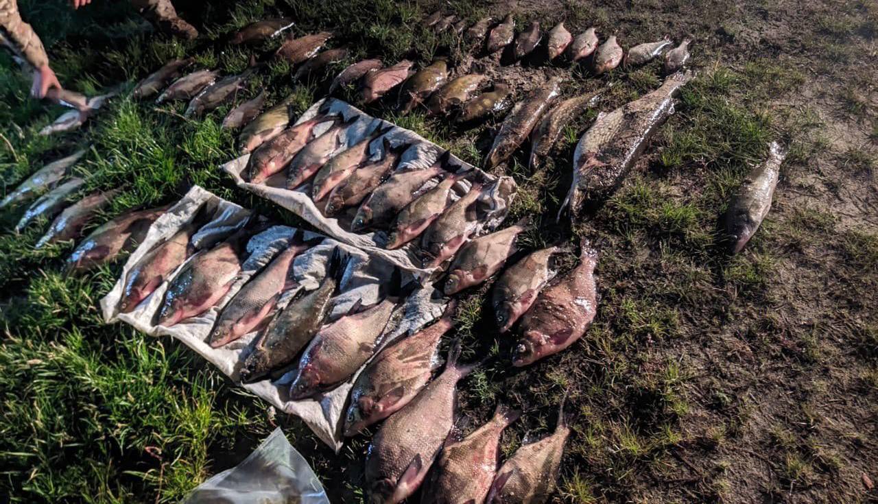 У межах села Свидівок чоловіки незаконно наловили риби на понад сто тисяч гривень