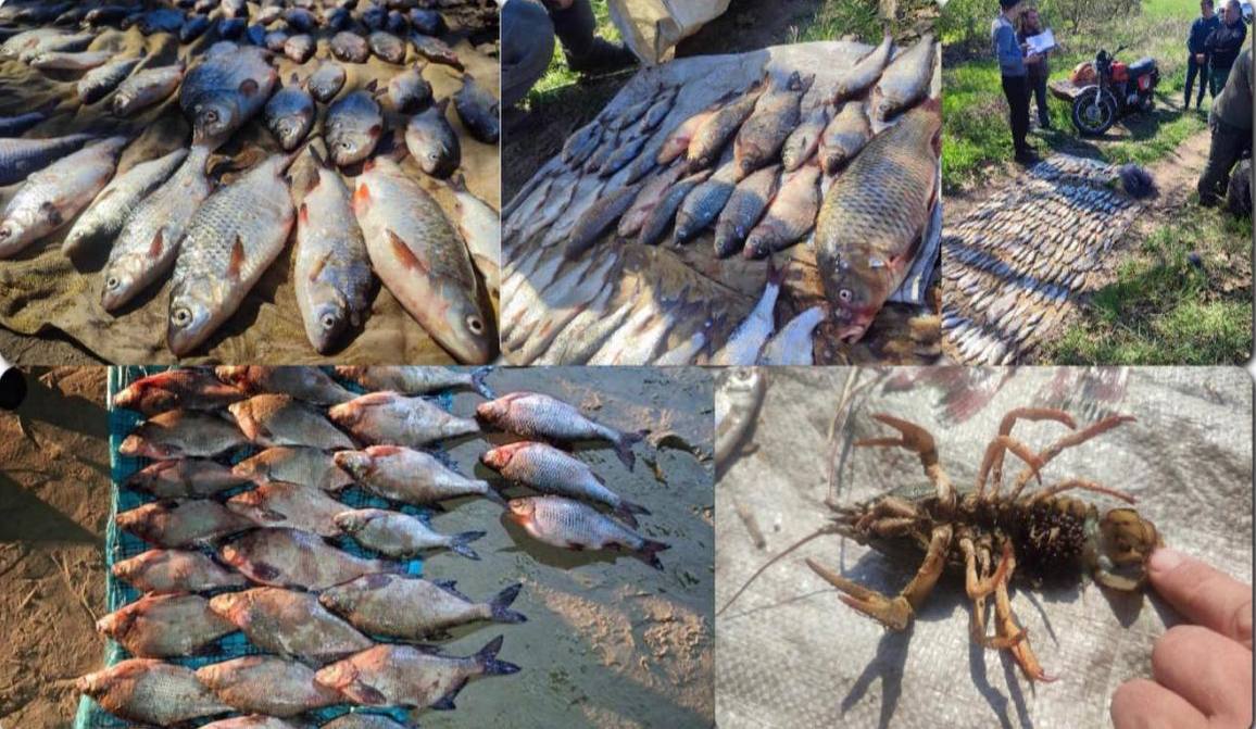 Понад 200 порушень у сфері рибальства зафіксували на Черкащині в квітні